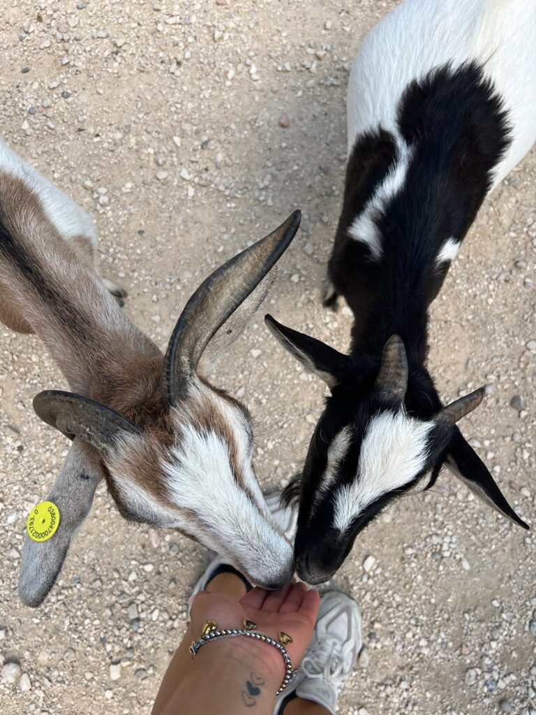 i ragazzi della comunità minori autori di reato di RFL Casteggio al parco Natura Viva